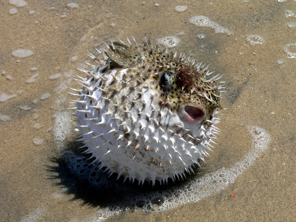 Blowfish getting tired