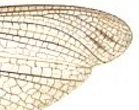 Pasted image 20241007192938