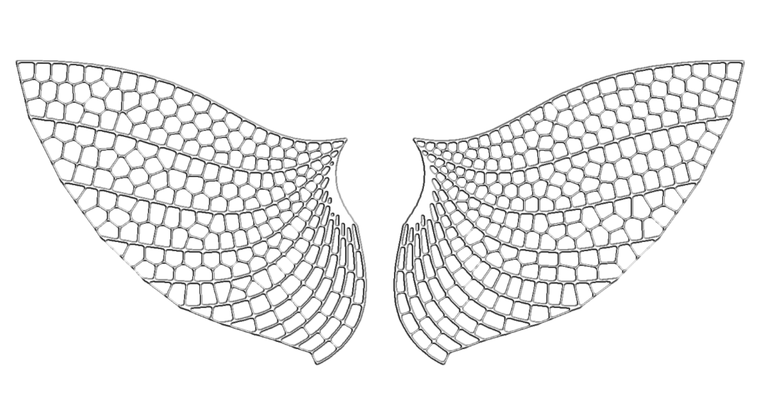 Bevelled Insect Wings
